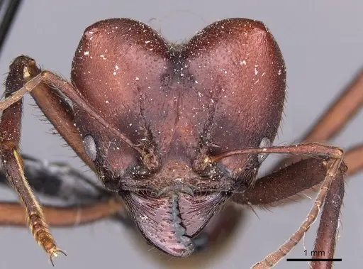 Atta vollenweideri - CASENT0909442