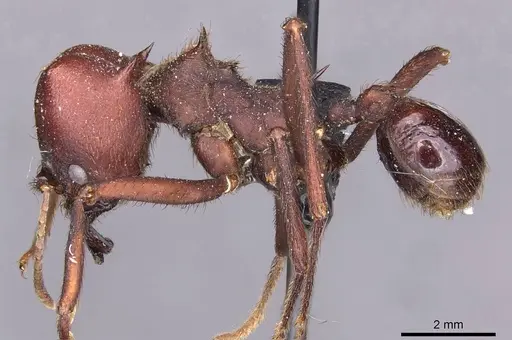 Atta vollenweideri - CASENT0909442