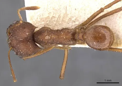 Atta vollenweideri - CASENT0909443