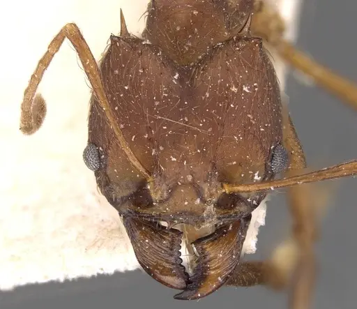 Atta vollenweideri - CASENT0909443