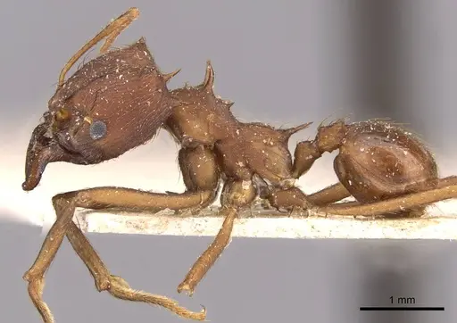 Atta vollenweideri - CASENT0909443