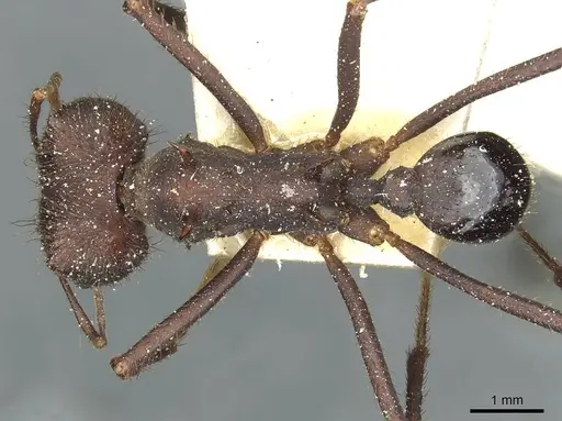 Atta vollenweideri - CASENT0912498