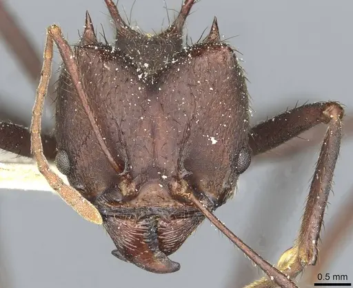 Atta vollenweideri - CASENT0912498