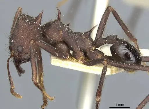 Atta vollenweideri - CASENT0912498