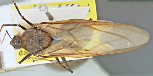 Atta vollenweideri - FOCOL2967