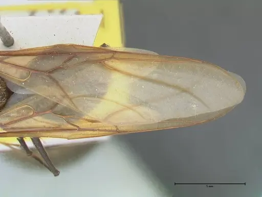 Atta vollenweideri - FOCOL2967