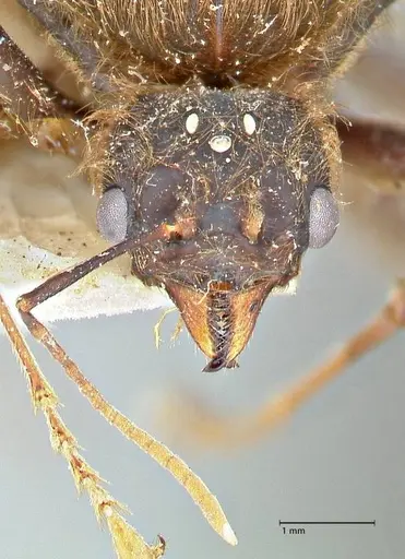 Atta vollenweideri - FOCOL2967