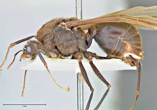 Atta vollenweideri - FOCOL2967