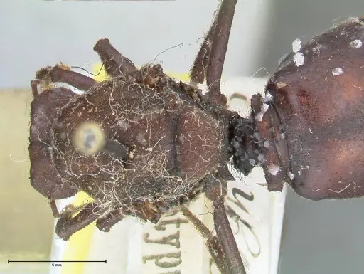 Atta vollenweideri - FOCOL2968