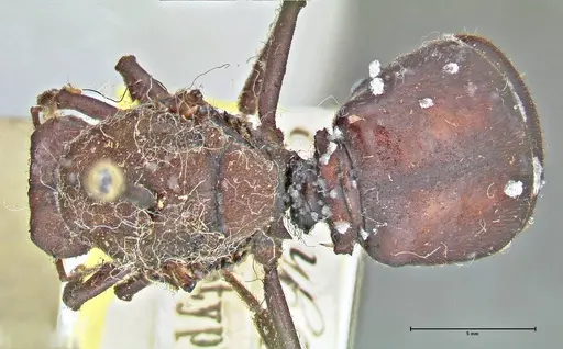 Atta vollenweideri - FOCOL2968