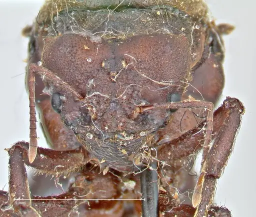 Atta vollenweideri - FOCOL2968