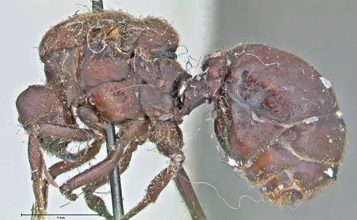 Atta vollenweideri - FOCOL2968