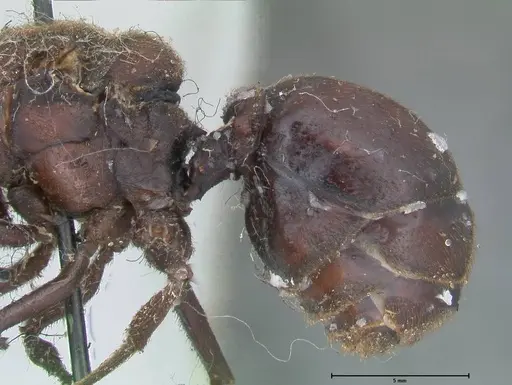 Atta vollenweideri - FOCOL2968