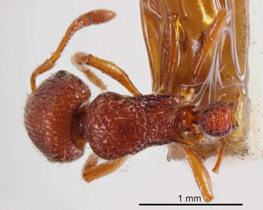 Austromorium flavigaster specimen