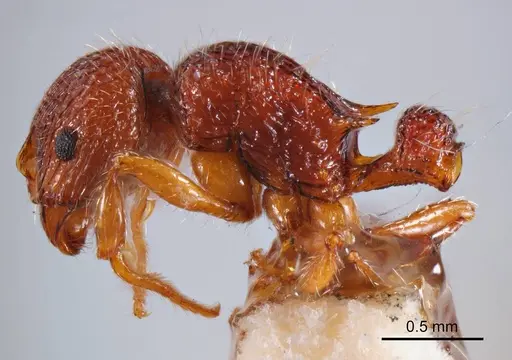 Austromorium flavigaster specimen