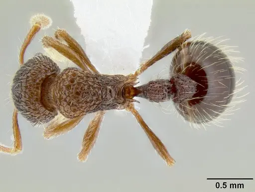 Austromorium flavigaster - CASENT0106211