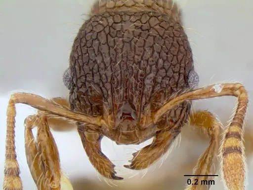 Austromorium flavigaster - CASENT0106211