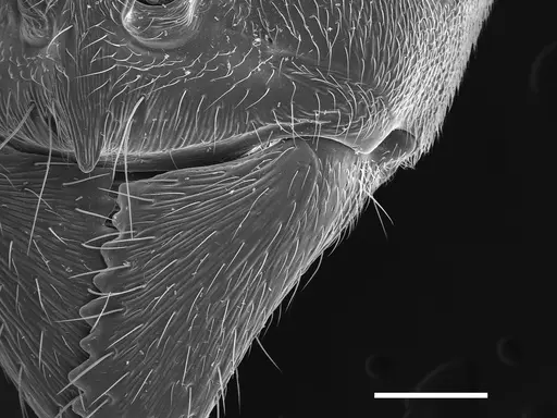 Austroponera castanea specimen