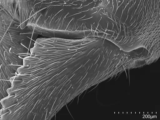Austroponera castanea specimen