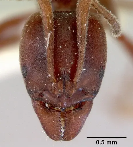 Austroponera castanea - CASENT0172341