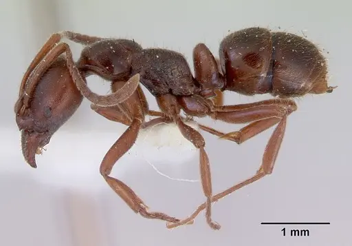 Austroponera castanea - CASENT0172341