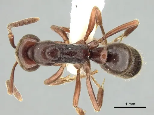 Austroponera castanea - CASENT0249168