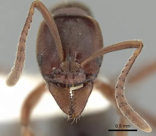 Austroponera castanea - CASENT0249168