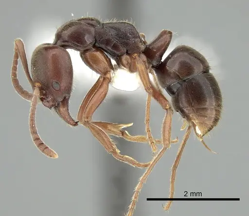 Austroponera castanea - CASENT0249168