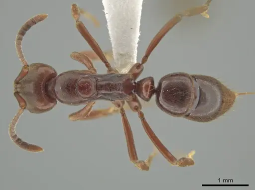 Austroponera castanea - CASENT0618835