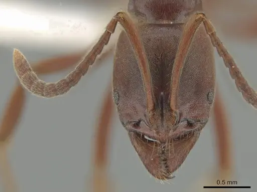 Austroponera castanea - CASENT0618835