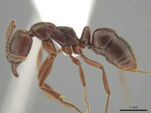 Austroponera castanea - CASENT0618835