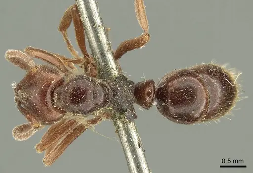 Austroponera castanea - CASENT0915656