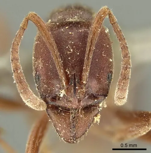 Austroponera castanea - CASENT0915656