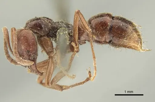 Austroponera castanea - CASENT0915656