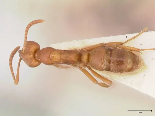 Austroponera castanea - FOCOL0965