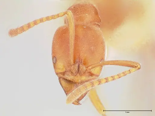 Austroponera castanea - FOCOL0965