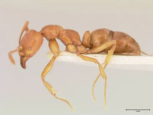 Austroponera castanea - FOCOL0965