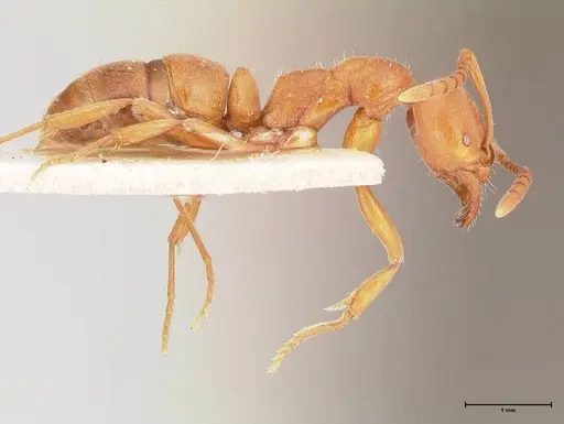 Austroponera castanea - FOCOL0965