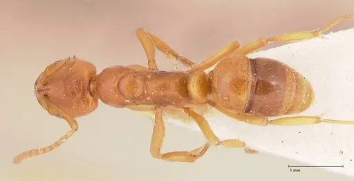 Austroponera castanea - FOCOL0966