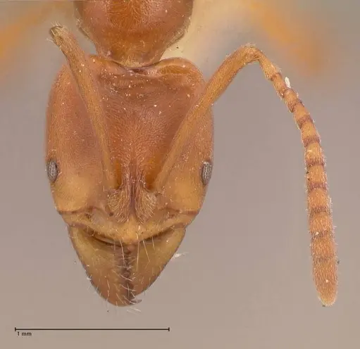 Austroponera castanea - FOCOL0966