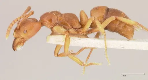 Austroponera castanea - FOCOL0966