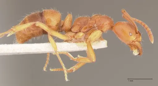 Austroponera castanea - FOCOL0966