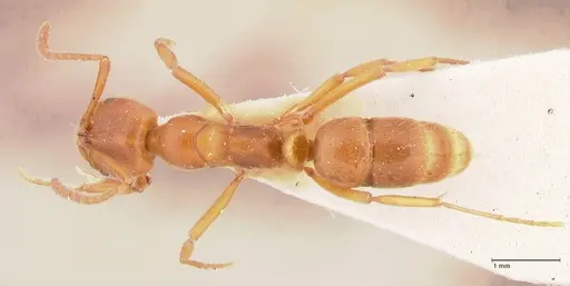 Austroponera castanea - FOCOL0967