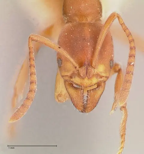 Austroponera castanea - FOCOL0967