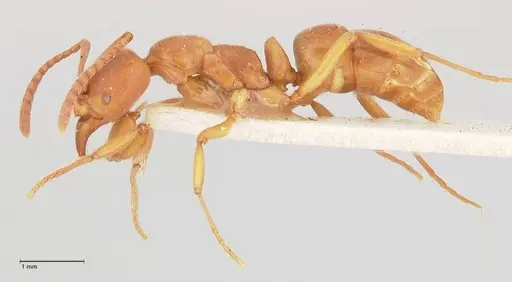 Austroponera castanea - FOCOL0967