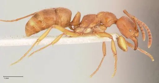 Austroponera castanea - FOCOL0967