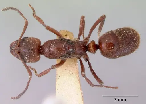 Austroponera castaneicolor specimen