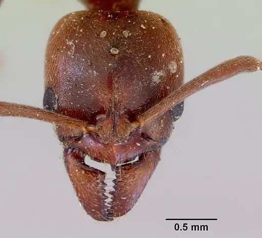 Austroponera castaneicolor specimen