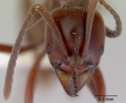 Austroponera castaneicolor - CASENT0172339