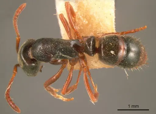 Austroponera rufonigra specimen